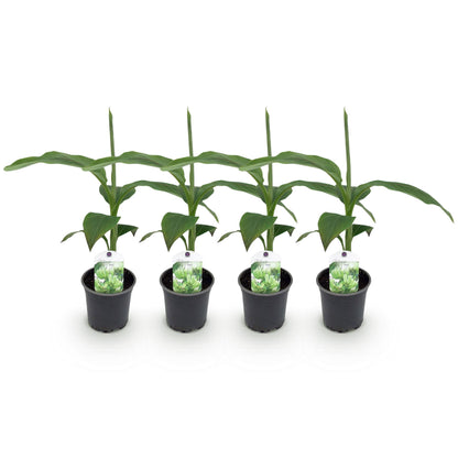 Musa 'Basjoo' - winterharde Bananenboom - 4 planten - Pot 12cm - Hoogte 30cm