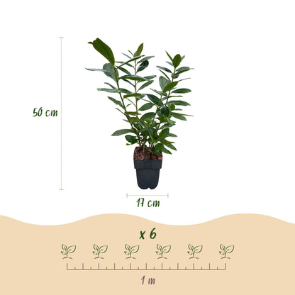 Prunus laurocerasus 'Novita' - Laurierkers - hoogte 50cm