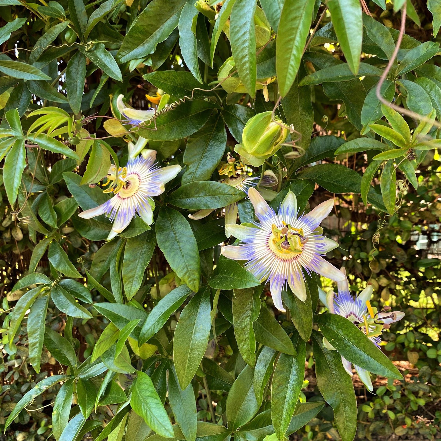 Passiflora caerulea - Passiebloem