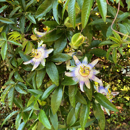 Passiflora caerulea - Passiebloem