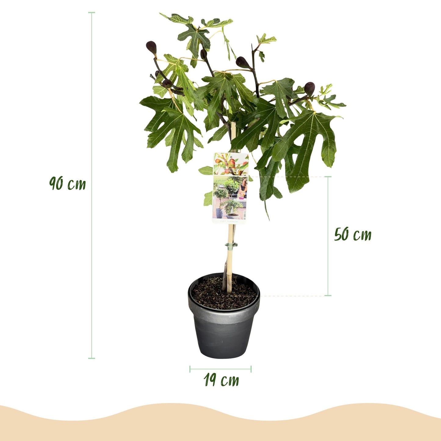 Ficus carica 'Little Miss Figgy' op stam - Vijg - hoogte 90cm
