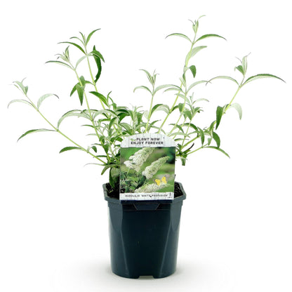 Buddleja davidii 'White Profusion' - Vlinderstruik - hoogte 45cm