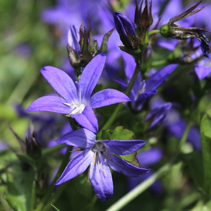 Campanula poscharskyana - Kruipklokje