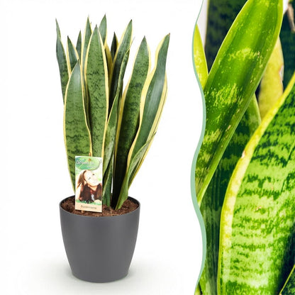 Sansevieria Laurentii - Vrouwentong - incl. pot grijs - pot 21cm - hoogte 70-80cm