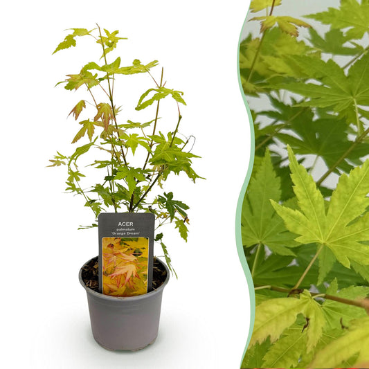 Acer palmatum 'Orange Dream' - Japanse Esdoorn - hoogte 35cm