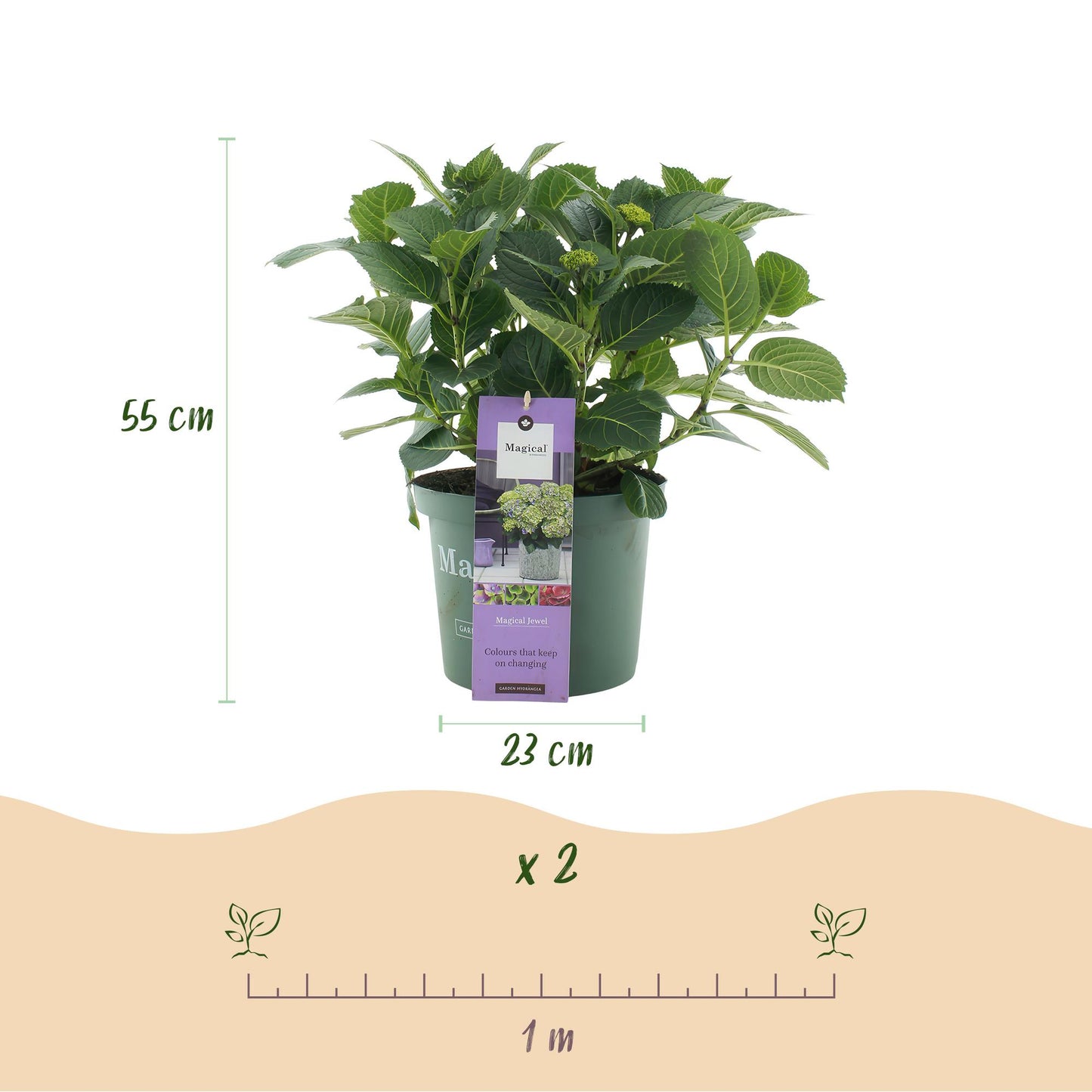 Green boutiQ - Terrasplant - Hortensia - Hydrangea Magical Jewel Blue - Blauw - 6-10 Bloemen - 2 Planten - Pot 23cm Hoogte 55cm