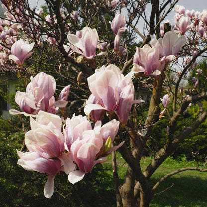 Magnolia soulangiana - Magnolia - hoogte 45cm