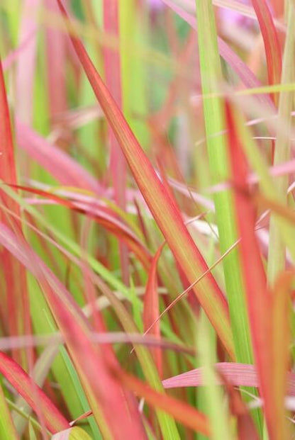 Imperata cylindrica 'Red Baron' Japans Bloedgras