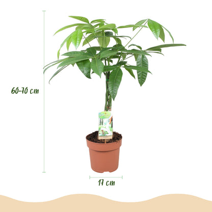 Green BoutiQ - Green is... Kamerplanten - Pachira Aquatica gevlochten stam - Geldboom - Weinig onderhoud - Groen - 1 Plant - Pot 17cm - Hoogte 60-70cm