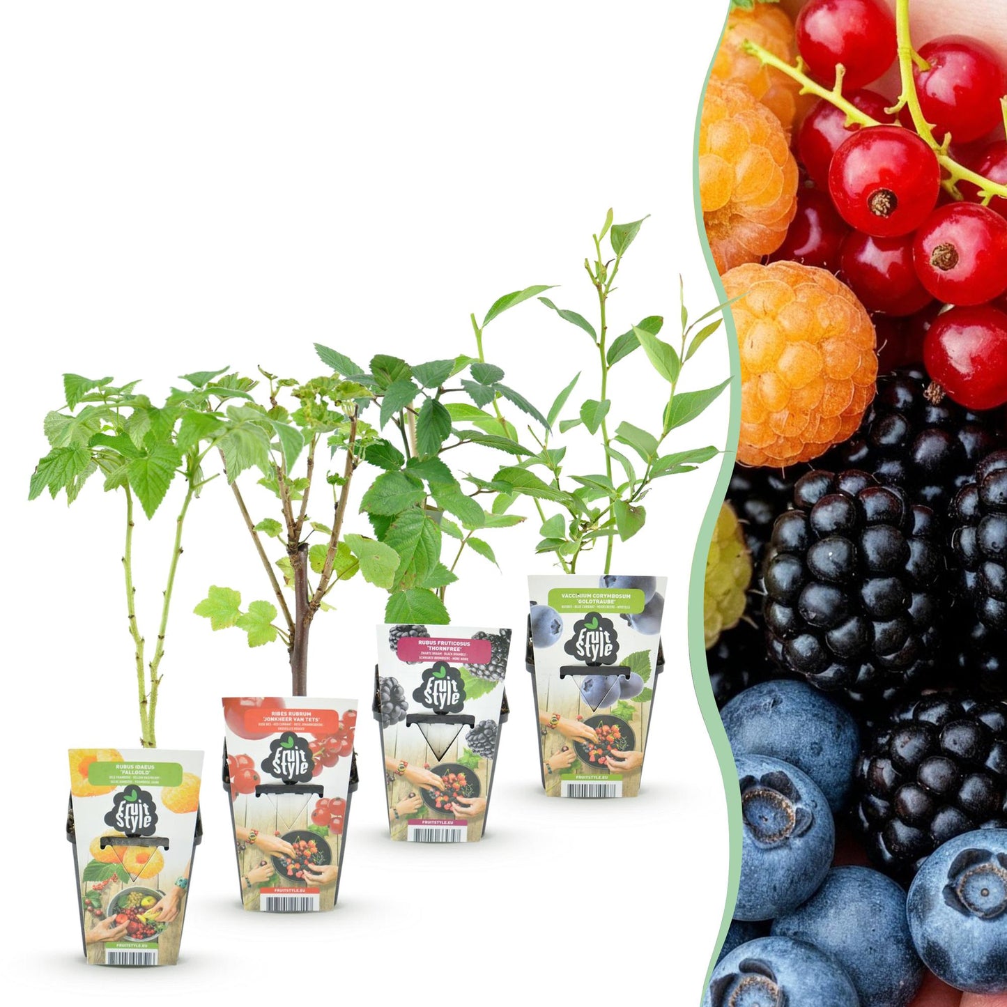 Fruitplantenmix - Rode Bes, Gele Framboos, Zwarte Braam, Blauwe Bes - 4 planten - Pot  9cm