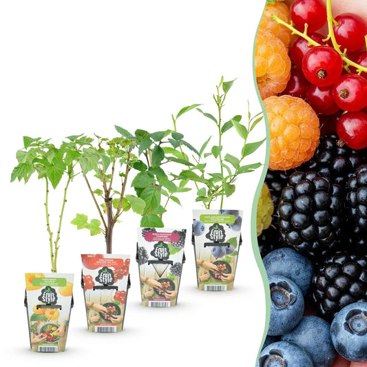 Fruitplantenmix - Rode Bes, Gele Framboos, Zwarte Braam, Blauwe Bes - 4 planten - Pot  9cm