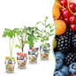 Fruitplantenmix - Rode Bes, Gele Framboos, Zwarte Braam, Blauwe Bes - 4 planten - Pot  9cm