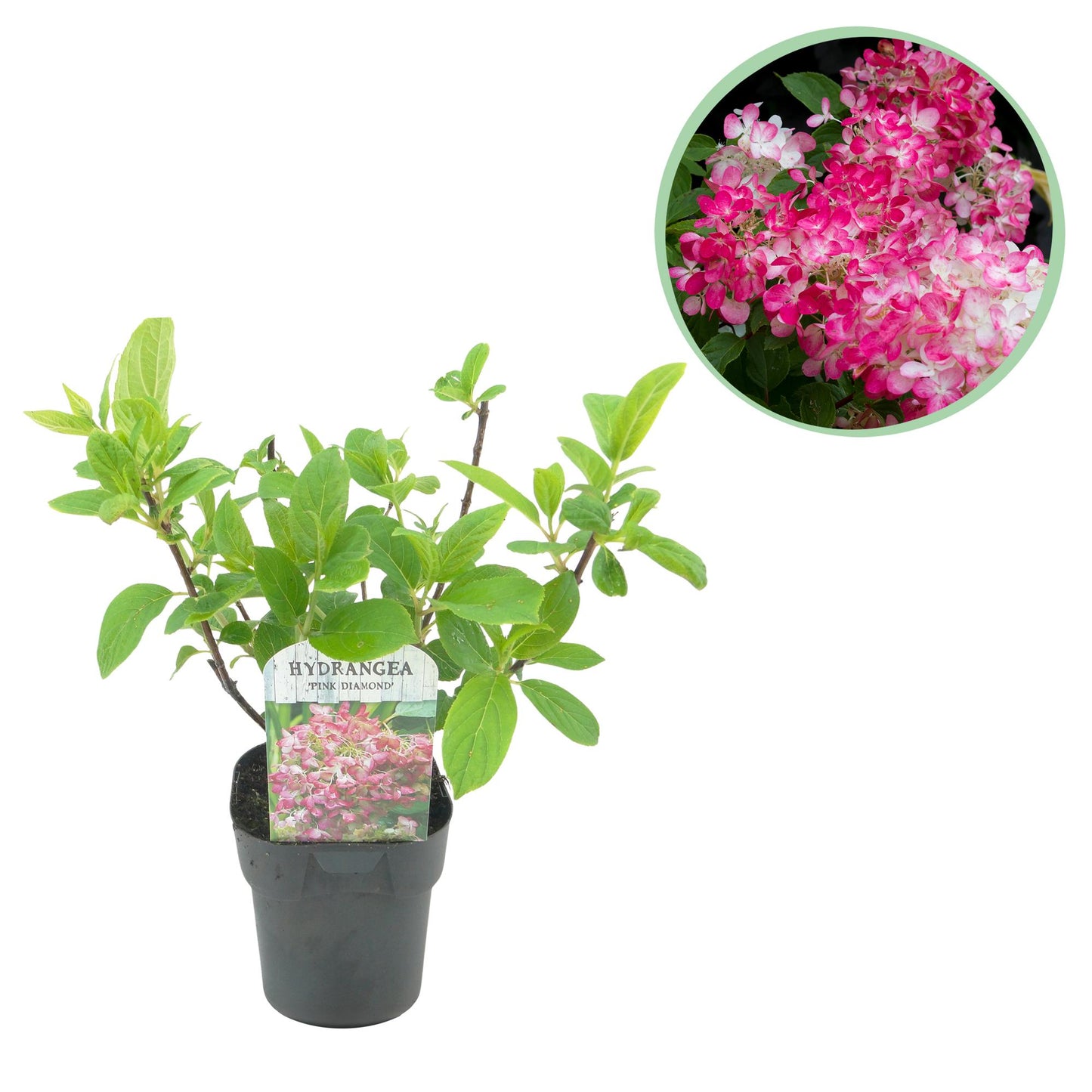 Hydrangea panniculata 'Pink Diamond' - Pluimhortensia - hoogte 50cm