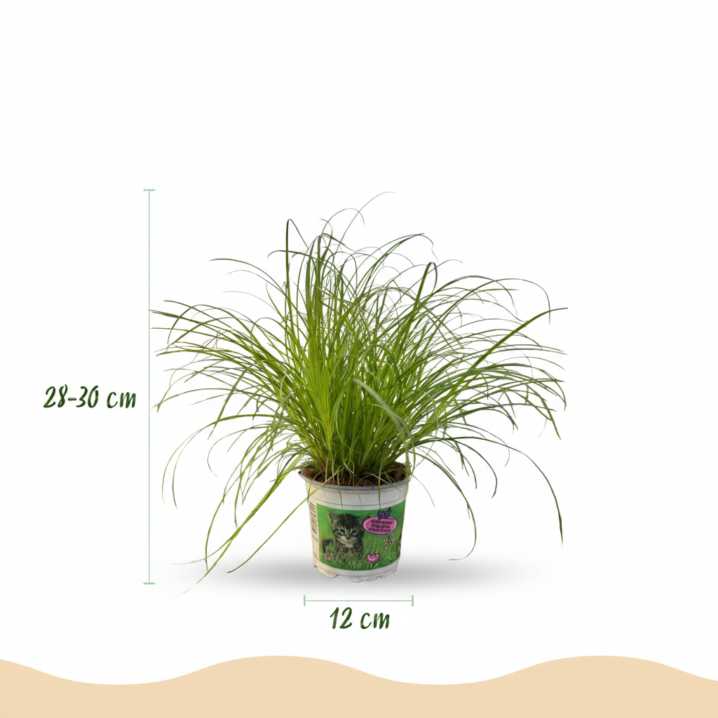 Green boutiQ - Kamerplant - Cyperus alternifolius Zumula - Kattengras - Huisdiervriendelijke Plant - Groen - 2 Planten - met Mand - Pot 12cm - Hoogte 20cm