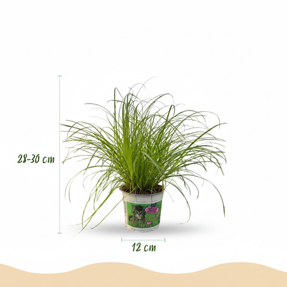 Green boutiQ - Kamerplant - Cyperus alternifolius Zumula - Kattengras - Huisdiervriendelijke Plant - Groen - 2 Planten - met Mand - Pot 12cm - Hoogte 20cm