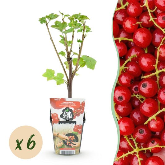 Ribes rubrum 'Jonkheer van Tets'  - Aalbes - 6 planten - Pot 9cm
