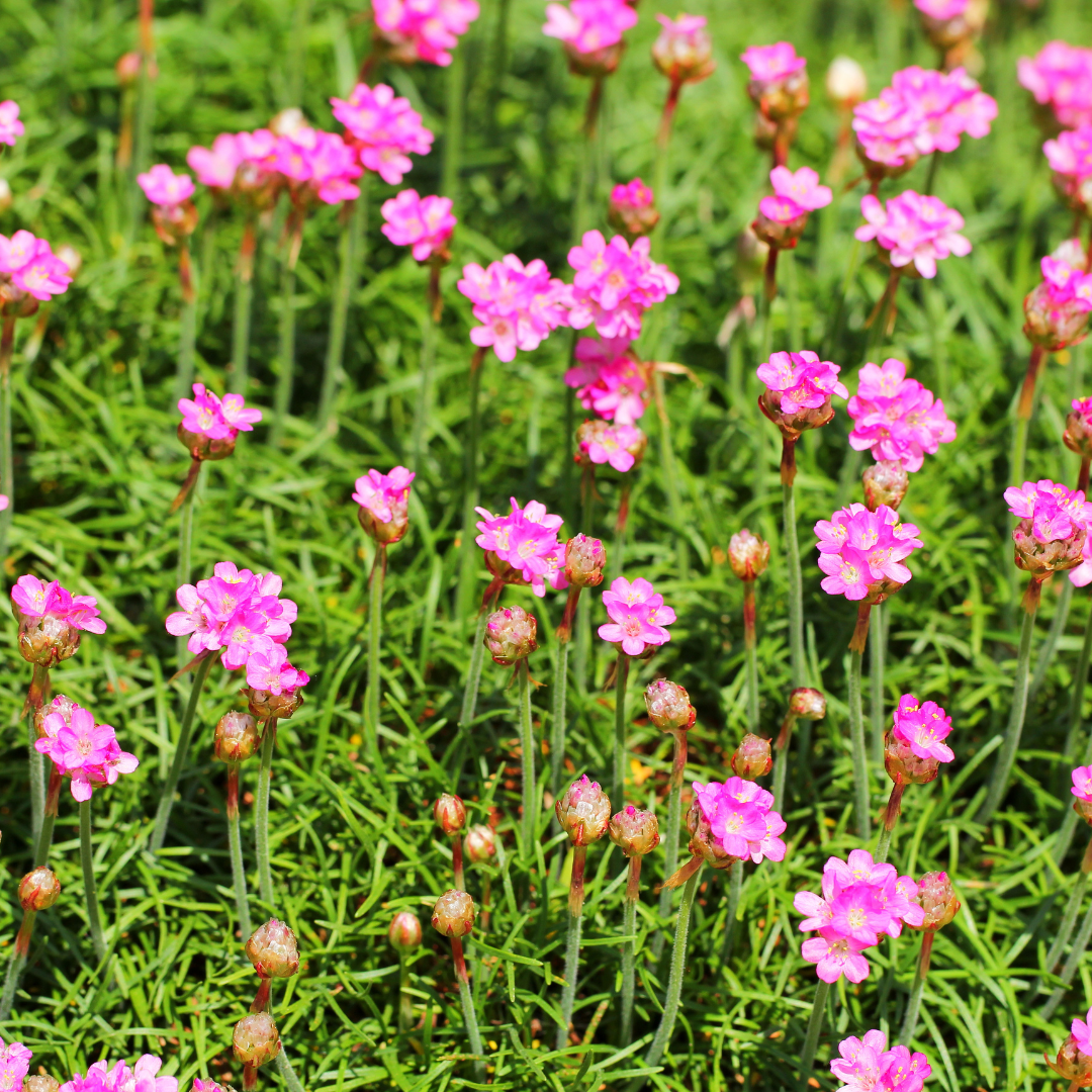 Armeria maritima 'Splendens' - Engels gras