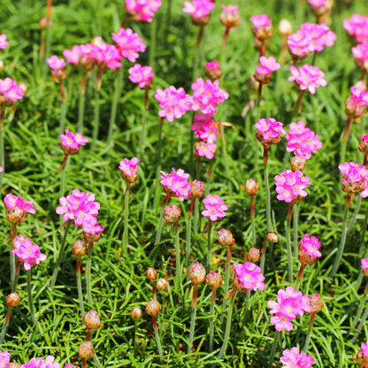 Armeria maritima 'Splendens' - Engels gras