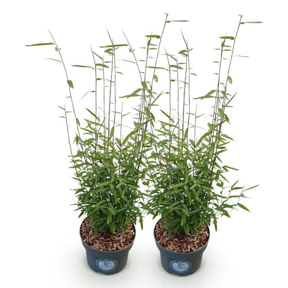 Green boutiQ - Grassen - Fargesia nitida Black Dragon - Niet Woekerende Bamboe - Bladhoudend - Groen - 2 Planten - Pot 23 cm - Hoogte 80 cm