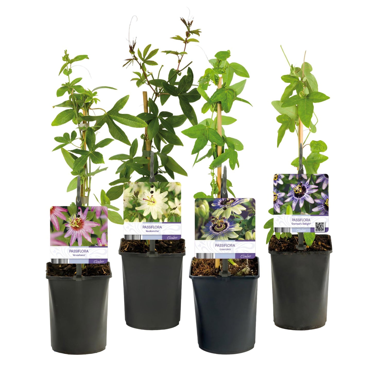 Passifloramix 'Rainbow' - Passiebloem - Bloemen; roze, wit, paars & groen