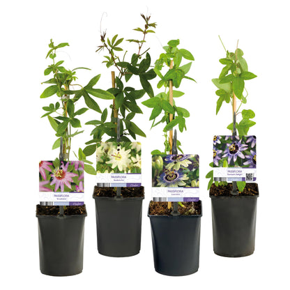 Passifloramix 'Rainbow' - Passiebloem - Bloemen; roze, wit, paars & groen