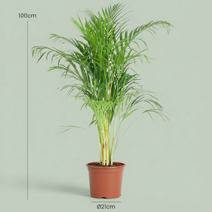 Dypsis Lutescens Areca - Goudpalm - pot 21cm - hoogte 90 - 100cm
