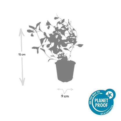 Ceratostigma plumbaginoides - Loodkruid