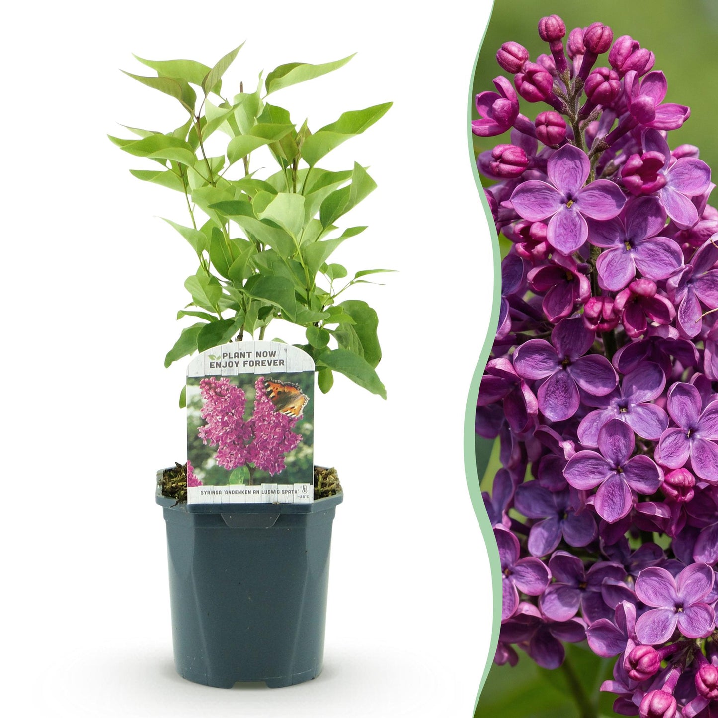 Syringa vulgaris 'Ludwig Spath' - Gewone Sering - hoogte 45cm