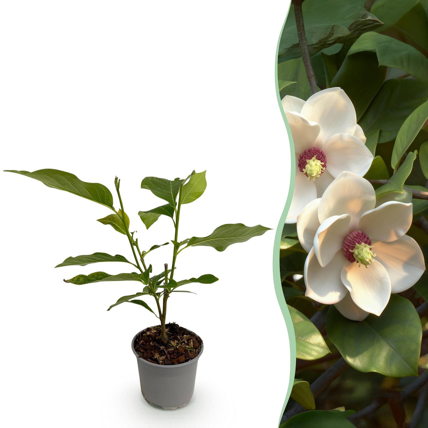 Magnolia sieboldii - Magnolia - hoogte 30cm