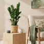 Zamioculcas - ZZ-plant - incl. mand - pot 17cm - hoogte 65-75cm