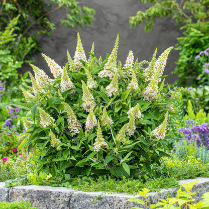 Buddleja davidii 'Butterfly Candy Little White' - Vlinderstruik - hoogte 20-25cm