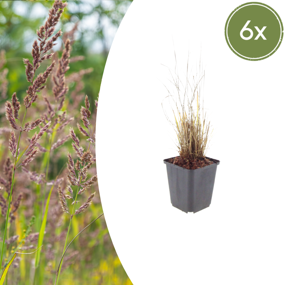 Calamagrostis brachytricha - Diamantgras