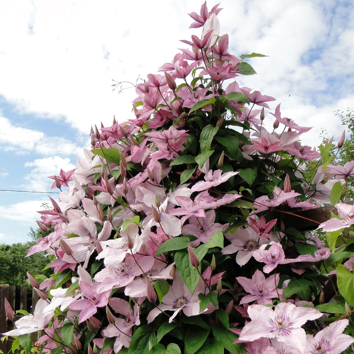 Clematis 'Hagley Hybrid' - Clematis - 2 planten - Pot 11cm - Hoogte 40cm