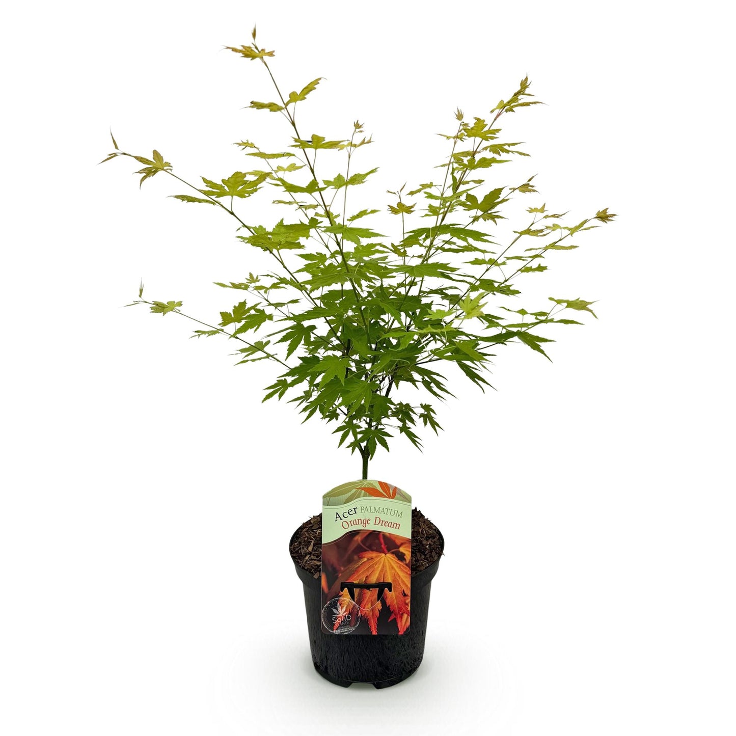 Acer palmatum 'Orange Dream' - Japanse Esdoorn - hoogte 70cm