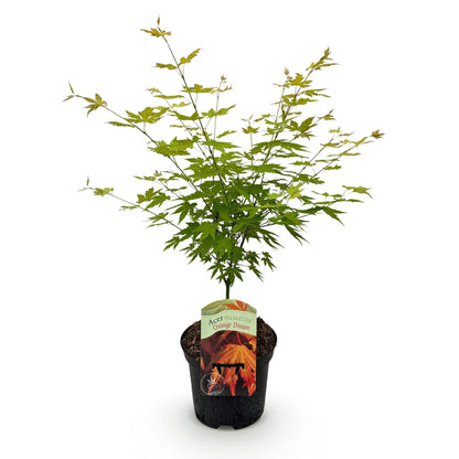 Acer palmatum 'Orange Dream' - Japanse Esdoorn - hoogte 70cm