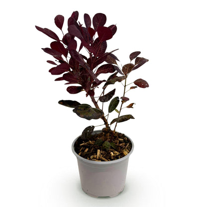 Cotinus coggyria 'Lilla' - Pruikenboom - hoogte 35cm