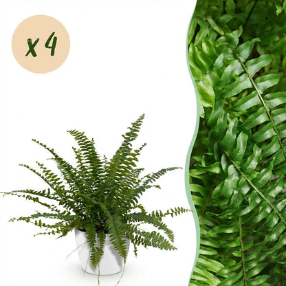 Green boutiQ - Kamerplant - Nephrolepsis exaltata Green Lady - Varen - Huisdiervriendelijke Plant - Groen - 4 Planten - met Potter Wit - Pot 12cm - Hoogte 25cm