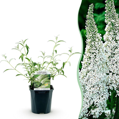 Buddleja davidii 'White Profusion' - Vlinderstruik - hoogte 45cm