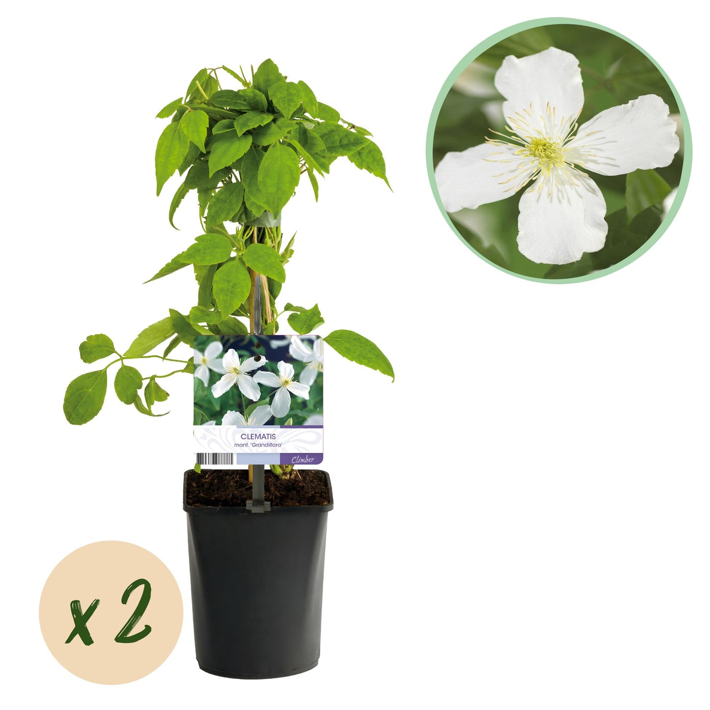 Clematis montana 'Grandiflora' - Clematis - 2 planten - Pot 11cm - Hoogte 40cm