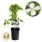 Clematis montana 'Grandiflora' - Clematis - 2 planten - Pot 11cm - Hoogte 40cm