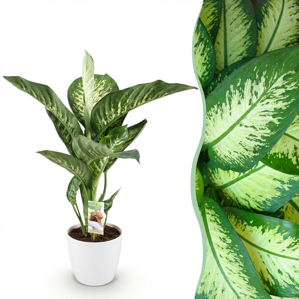 Diefenbachia Tropic Snow - Dieffenbachia - incl. pot wit - pot 21cm - hoogte 90-100cm