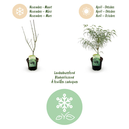Acer palmatum 'Koto-no-Ito' - Japanse Esdoorn - hoogte 70cm