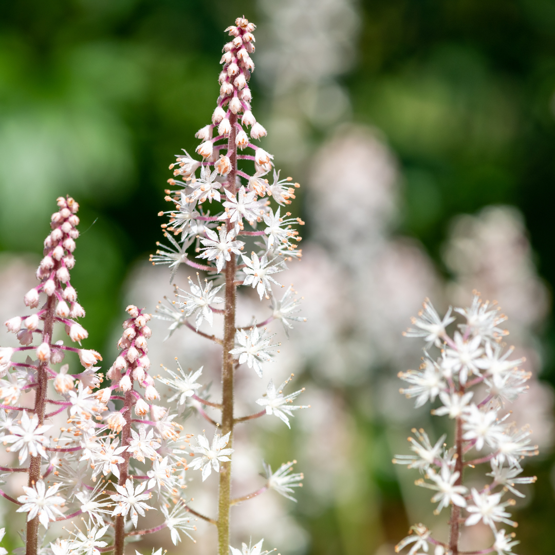 Tiarella cordifolia - Perzische muts
