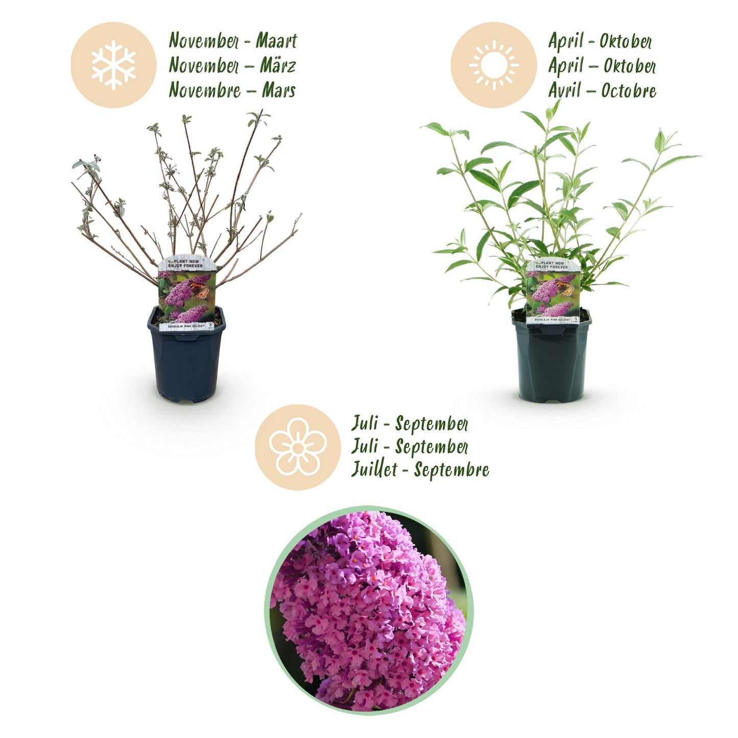 Buddleja davidii 'Pink Delight' - Vlinderstruik - hoogte 45cm