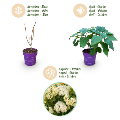 Hydrangea arborescens 'FlowerWOW' - Hortensia - hoogte 20-30cm