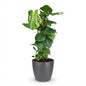 Green boutiQ - Kamerplant - Gatenplant - Monstera Deliciosa mosstok - Groen - Weinig onderhoud - 1 Plant - met Potter Grijs - Pot 19cm - Hoogte 90cm