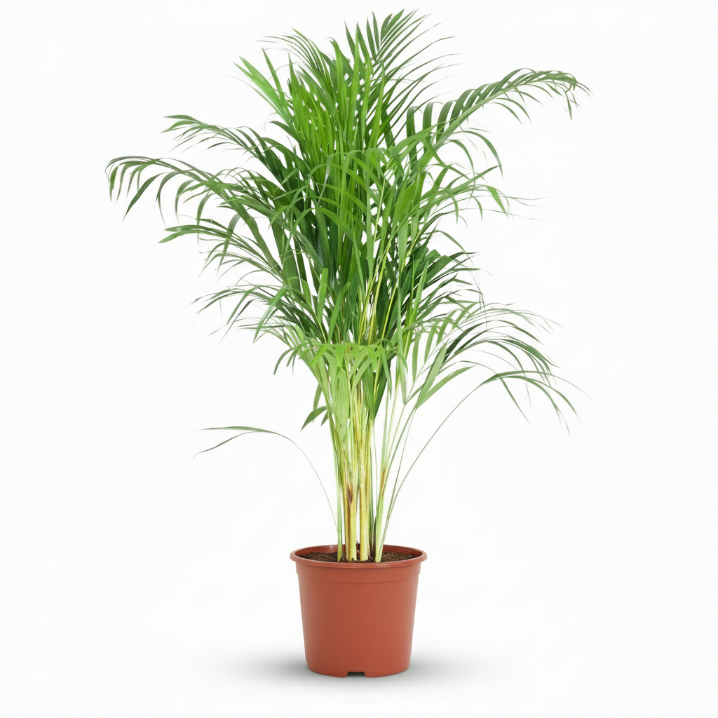 Dypsis Lutescens Areca - Goudpalm - pot 21cm - hoogte 90 - 100cm