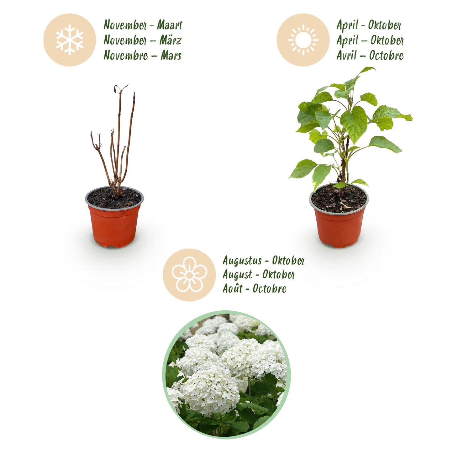 Hydrangea arborescens 'Annabelle' - Pluimhortensia - hoogte 20-30cm