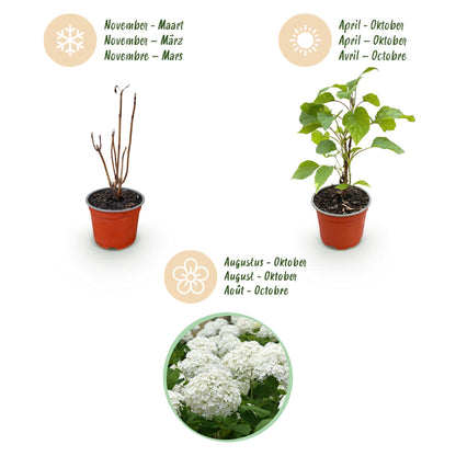 Hydrangea arborescens 'Annabelle' - Pluimhortensia - hoogte 20-30cm