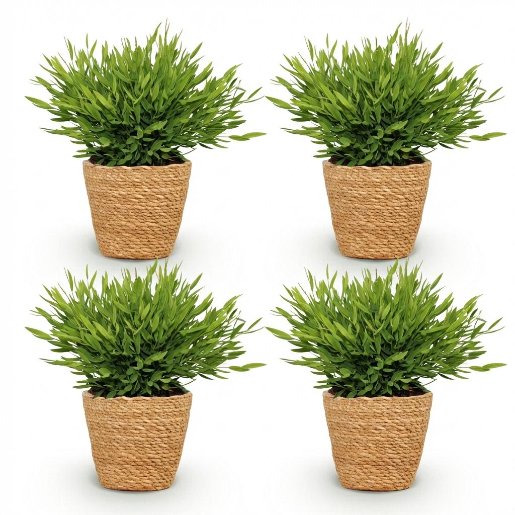 Green boutiQ - Kamerplant - Bamusa Pogonatherum Monica - Bamboegras - Huisdiervriendelijke Plant - Groen - 4 Planten - met Mand - Pot 12cm - Hoogte 20cm